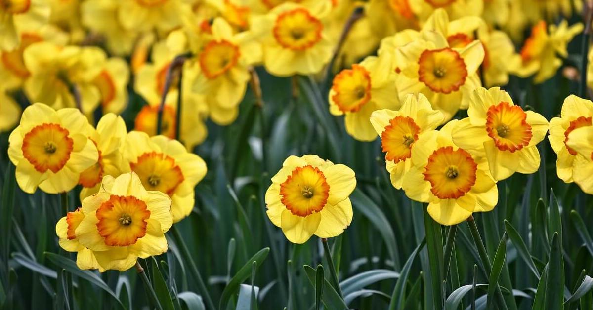 Daffodils (I Wandered Lonely as a Cloud) by William Wordsworth